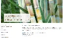 Rohrzucker.webp